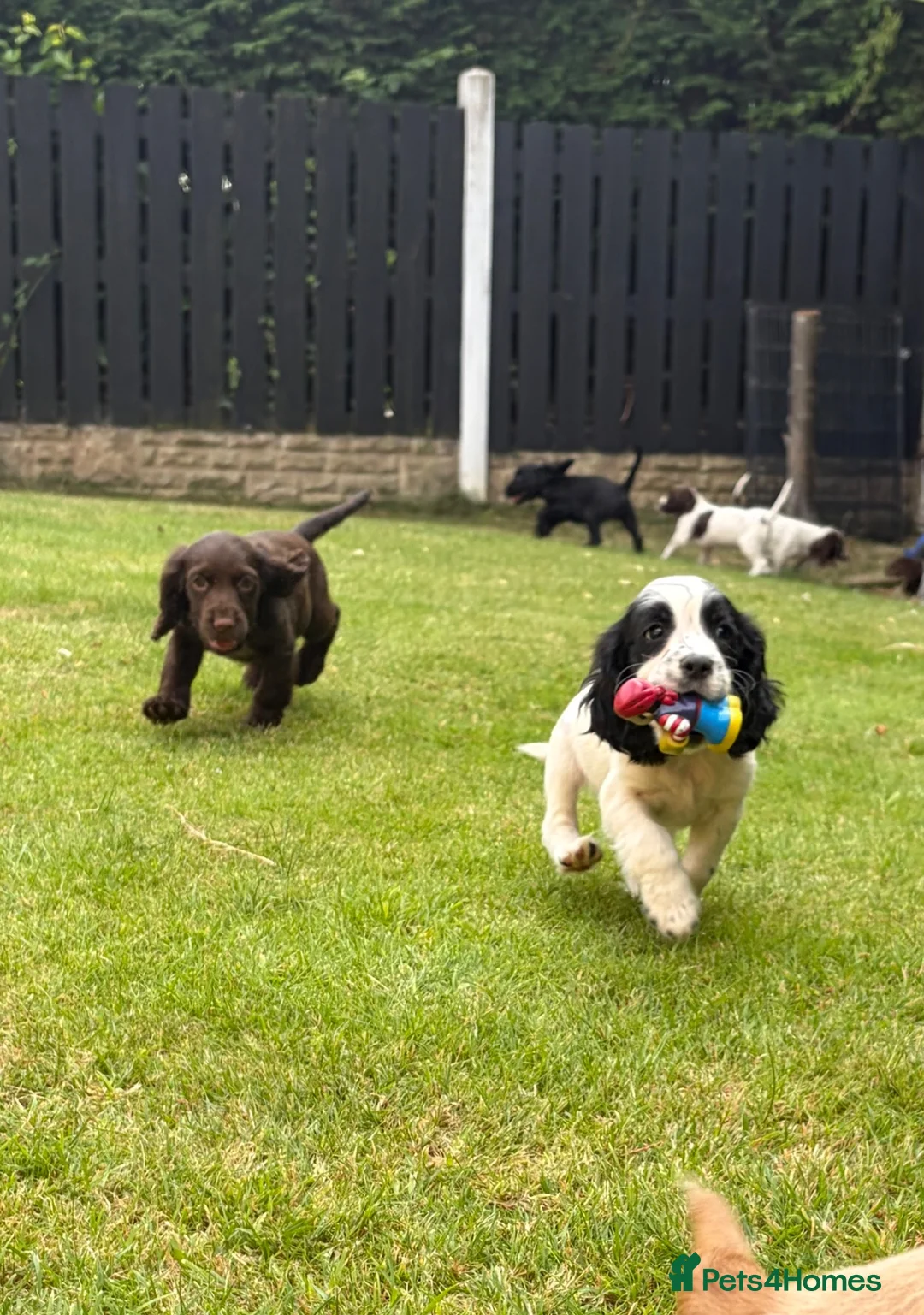 Cocker Spaniel dogs for sale: *Beautiful Litter Of Cockerspaniels* in Carnforth - Advert 1