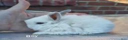 Mini Lop rabbits for sale: Mini lop babies. Both boys and girls available  - Advert 7