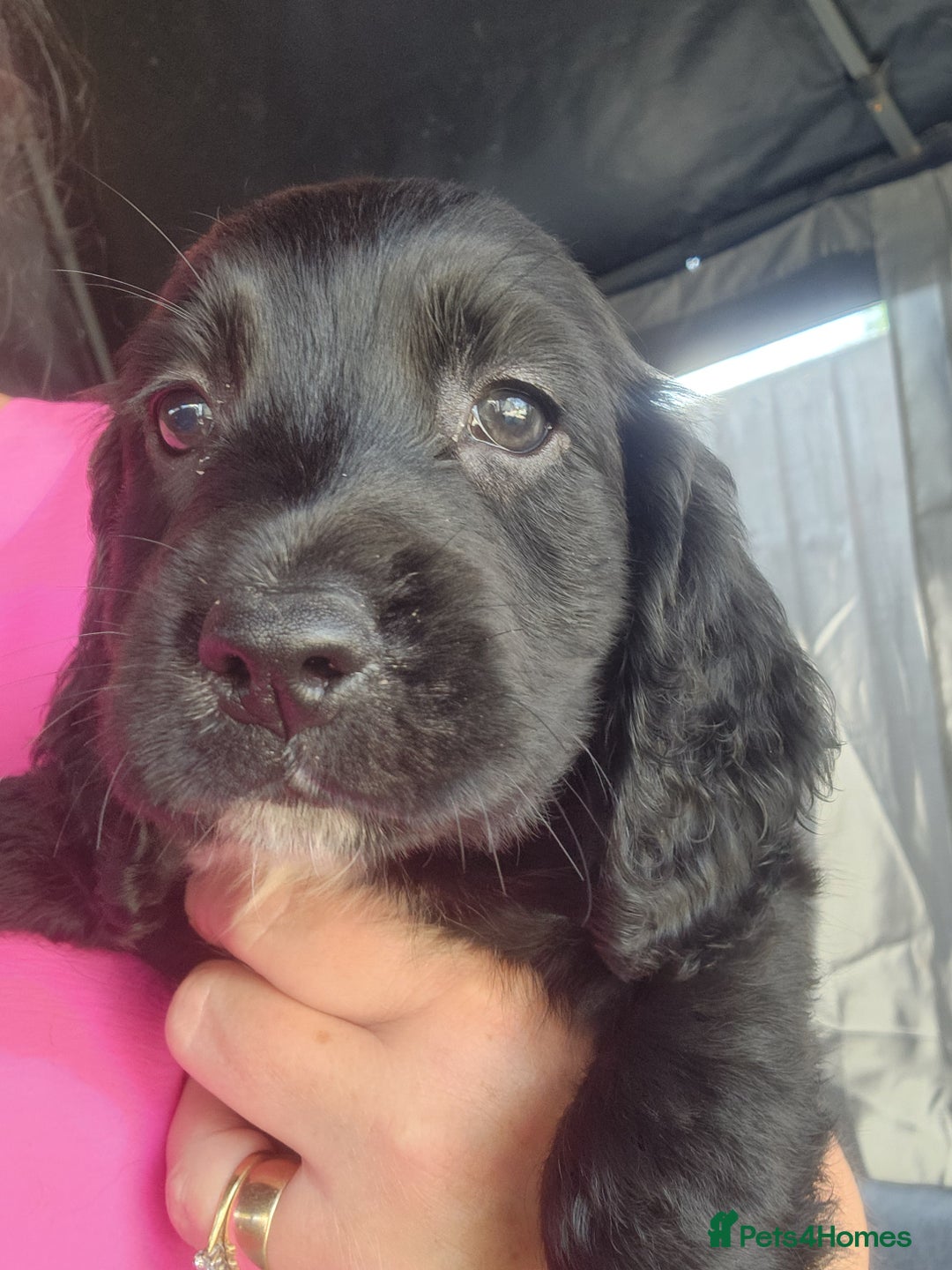 Sprocker dogs for sale: SPROCKER PUPPIES  - Image 16