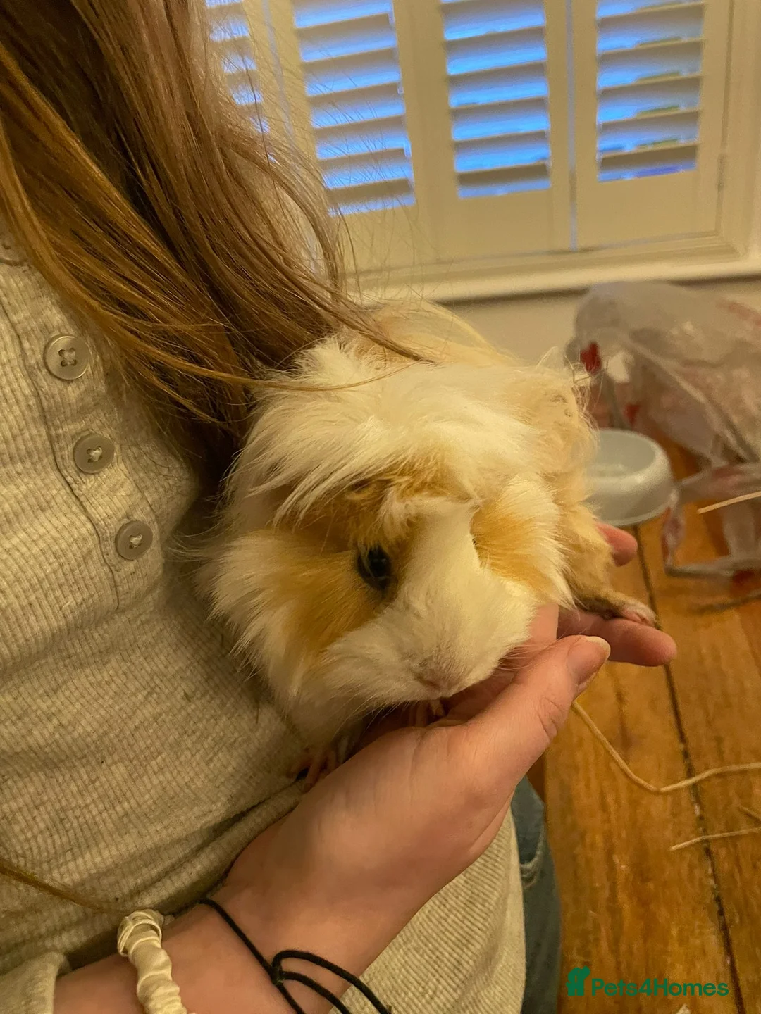Guinea Pig rodents for sale: Pure bred Peruvian Guinea pigs females - Advert 1