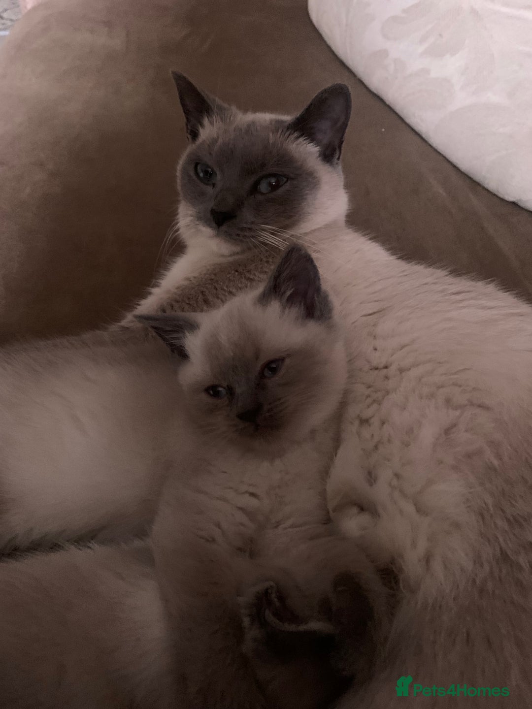 Persian cats for sale: cute 9wk old adorable bundle of joy Persian kitten - Advert 31