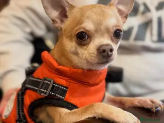 Chihuahua dogs For stud only - Advert 4