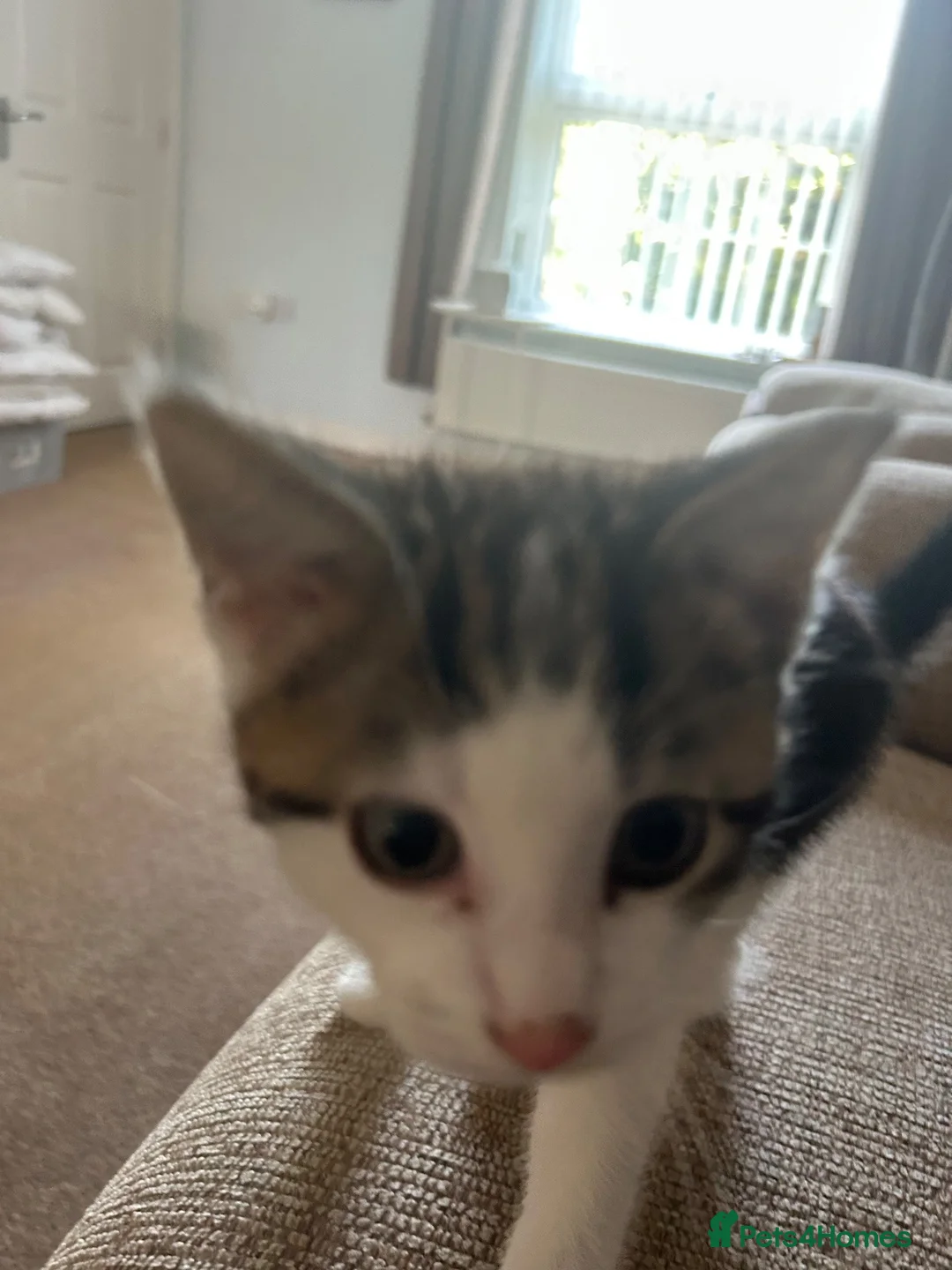 Mixed Breed cats for sale: Kitten  in Market Rasen - Advert 4