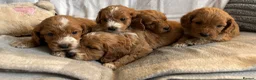Cockapoo dogs for sale: F1b cockapoo puppies - Health test clear  in Staines - Advert 8