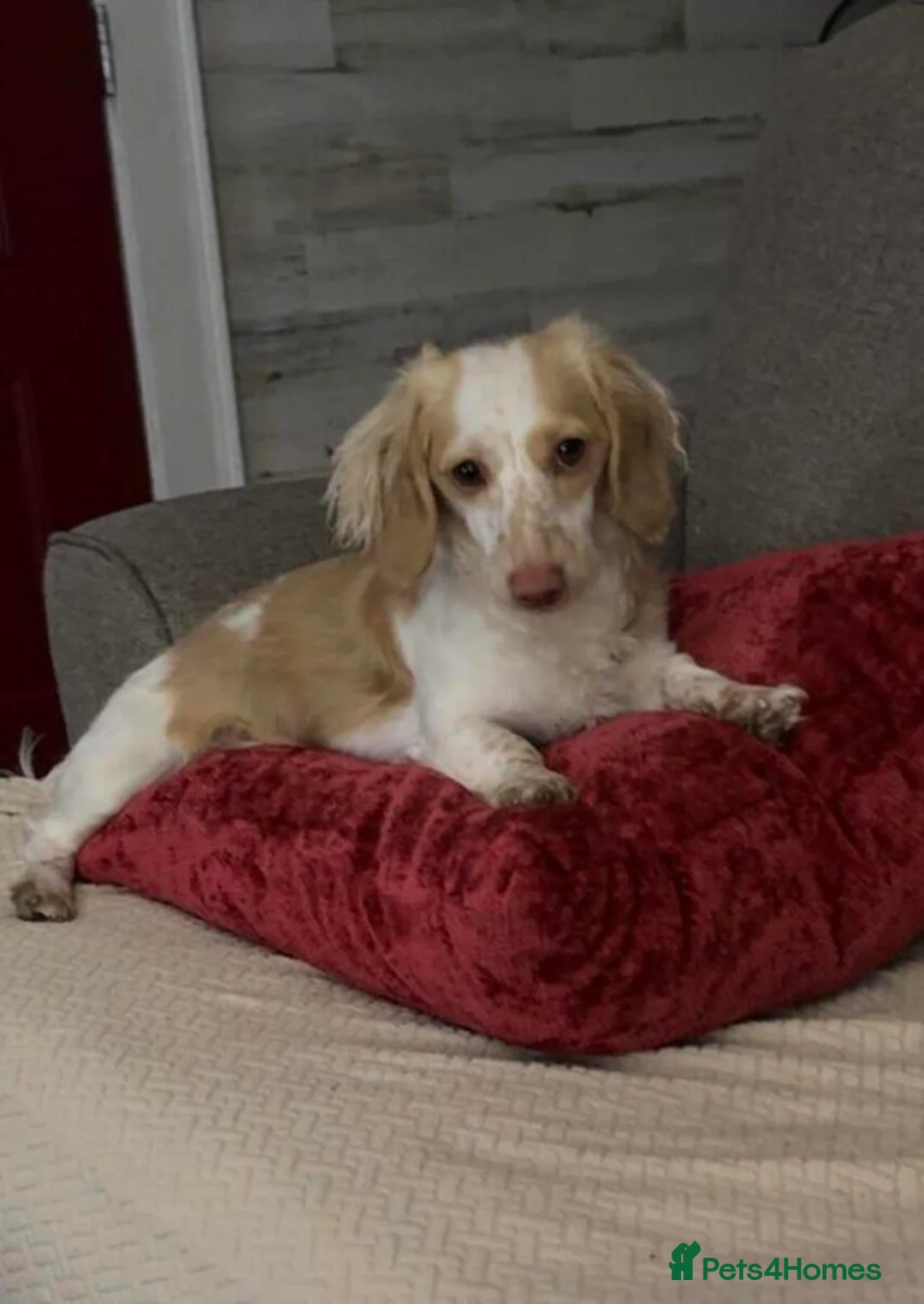 Miniature Dachshund dogs for sale: purdie Looking for a Loving Forever Home in Edinburgh - Advert 2