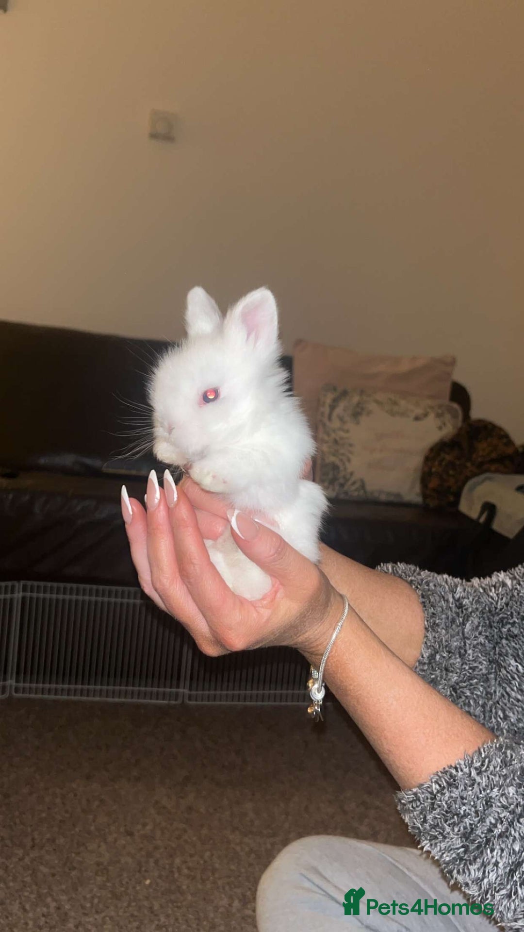 Lionhead rabbits for sale: lionhead bunnies - Advert 3