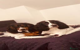 Cocker Spaniel dogs for sale: Cocker spaniel puppies  - Image 4