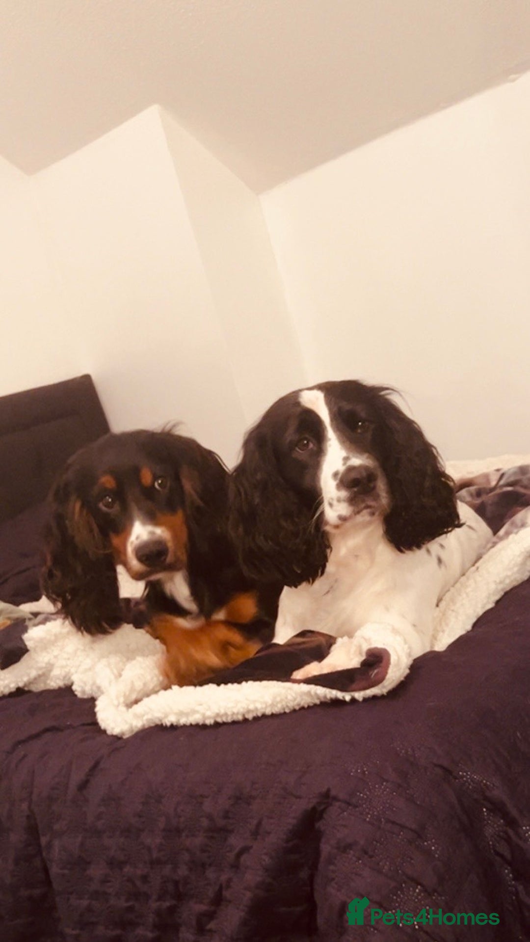 Cocker Spaniel dogs for sale: Cocker spaniel puppies  - Image 4