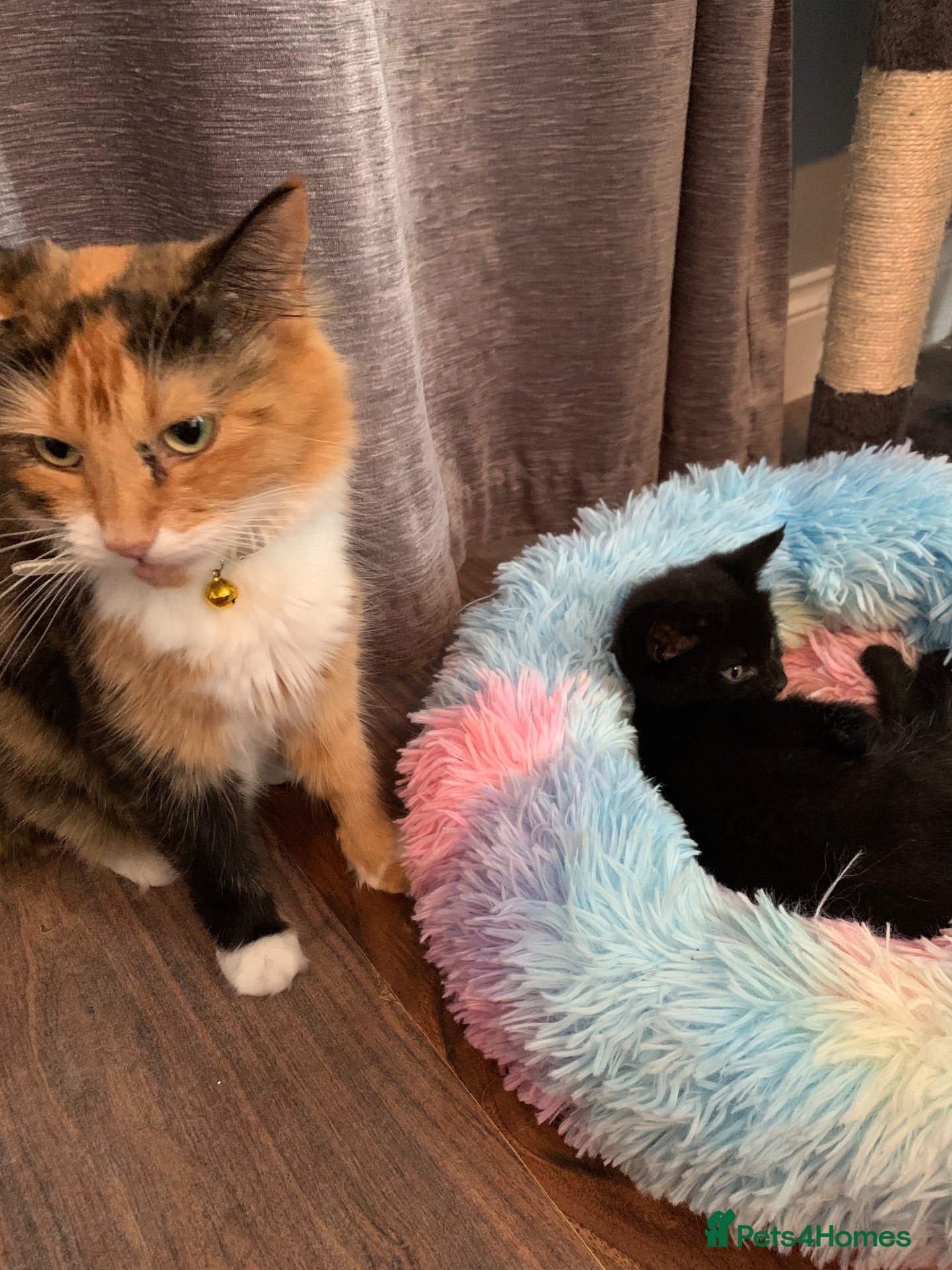 Mixed Breed cats Kittens Ready For New Home - Advert 6