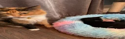 Mixed Breed cats for sale: Kittens Ready For New Home in Norwich - Advert 1