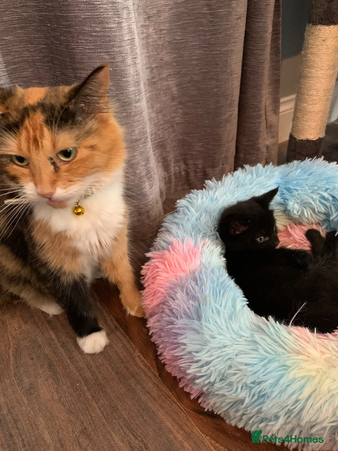 Mixed Breed cats for sale: Kittens Ready For New Home in Norwich - Advert 1