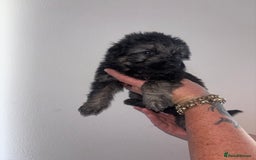 German Shepherd dogs for sale: Beautiful German Shepard puppies - Image 5