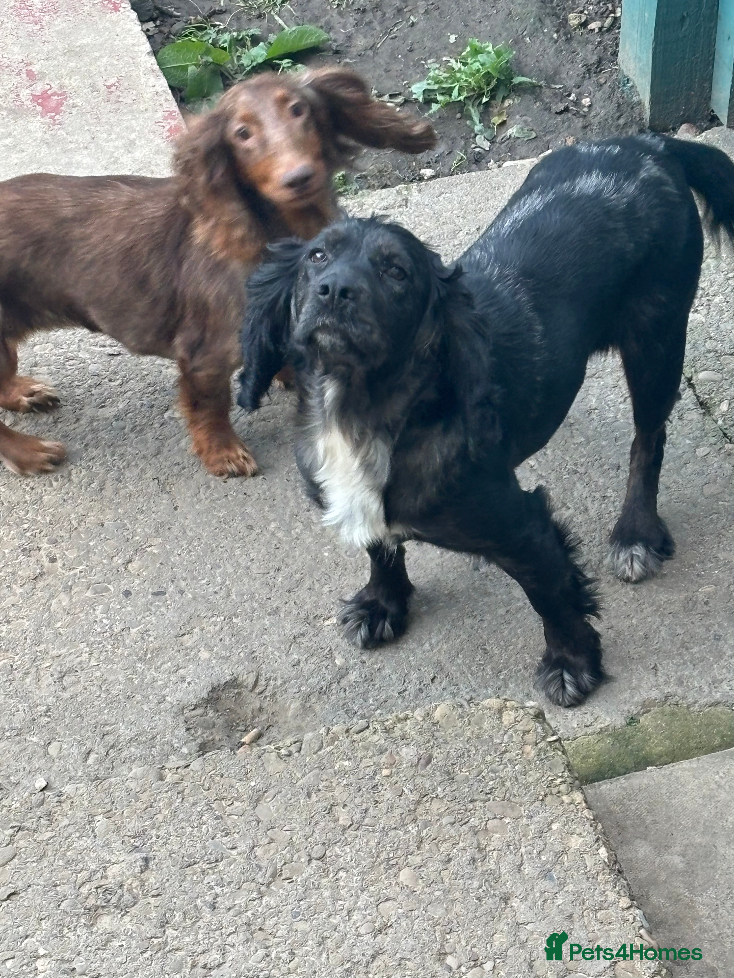 Cocker Spaniel dogs Cocker spaniels  - Advert 3