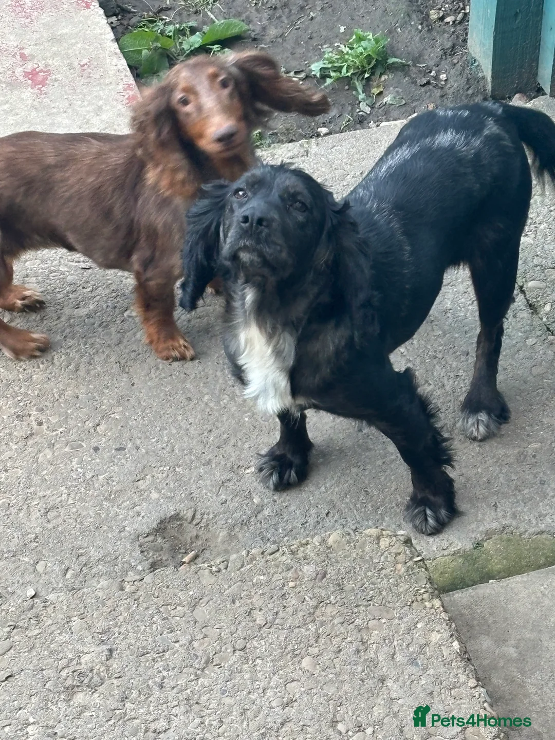 Cocker Spaniel dogs for sale: Cocker spaniels  - Advert 1