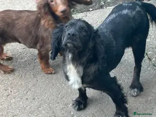 Cocker Spaniel dogs Cocker spaniels - Advert 3