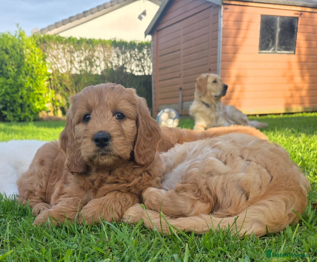 Mini Goldendoodle dogs for sale: Beautiful  goldendoodle puppies for sale - Advert 1