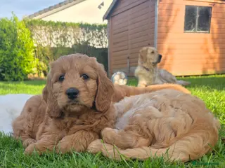 Mini Goldendoodle dogs for sale: Beautiful goldendoodle puppies for sale - Advert 1