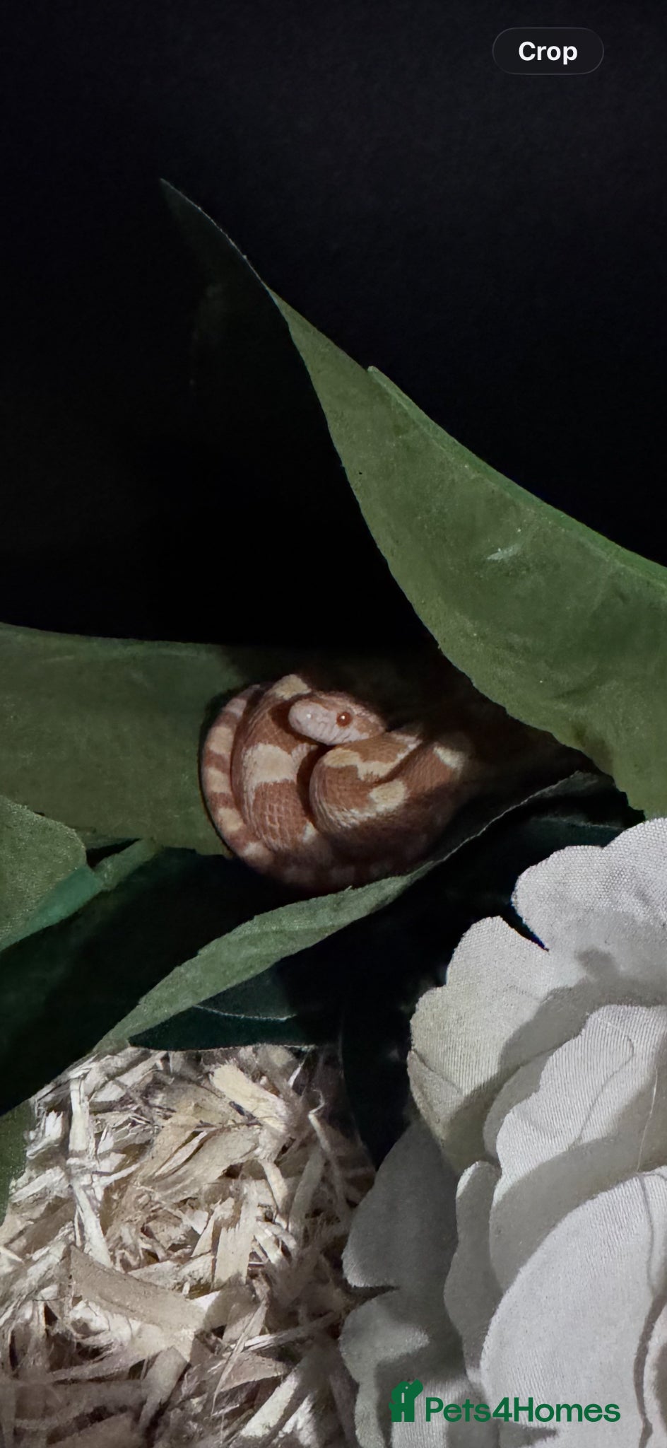 Corn Snake reptiles Beautiful corn snake  - Advert 1