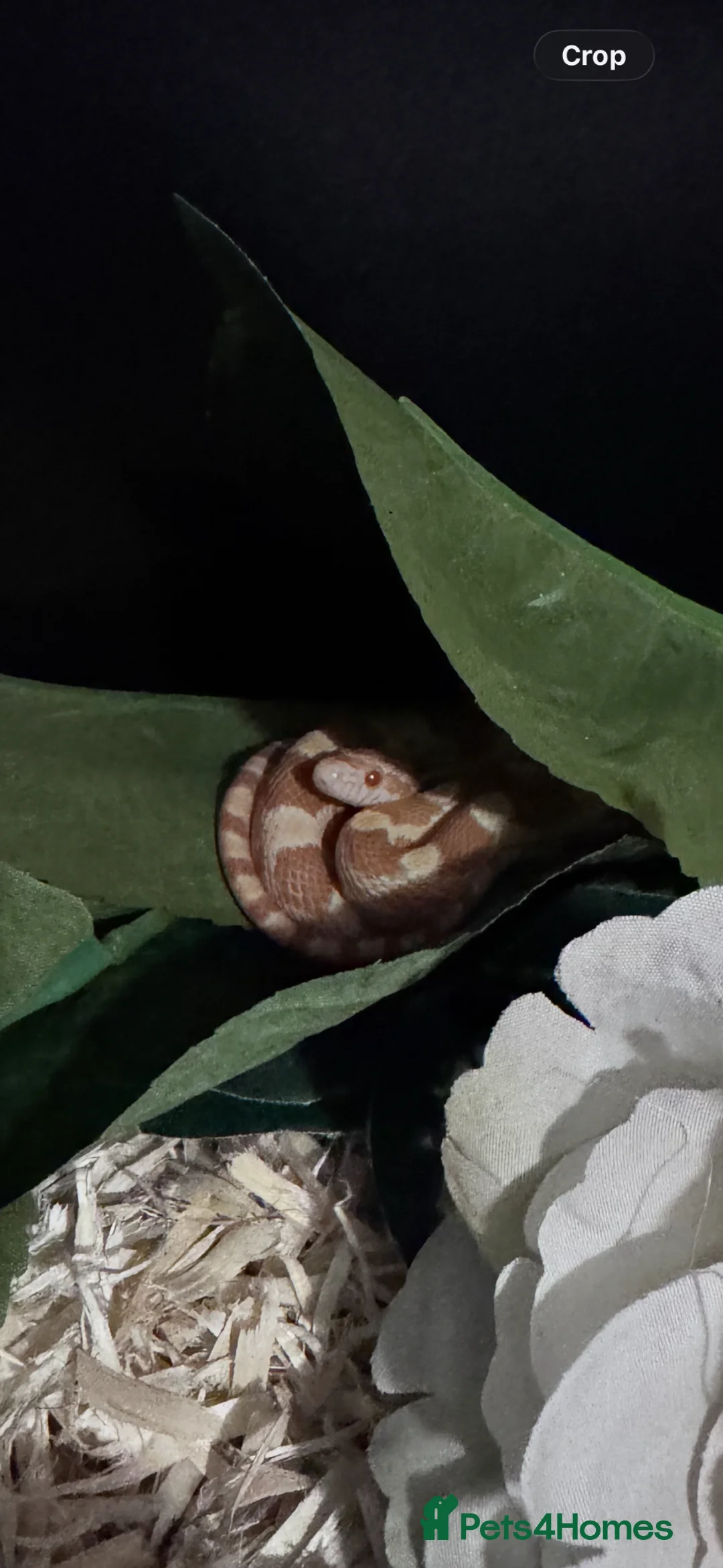 Corn Snake reptiles for sale: Beautiful corn snake  in Holsworthy - Advert 1