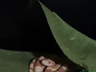 Corn Snake reptiles Beautiful corn snake - Advert 1