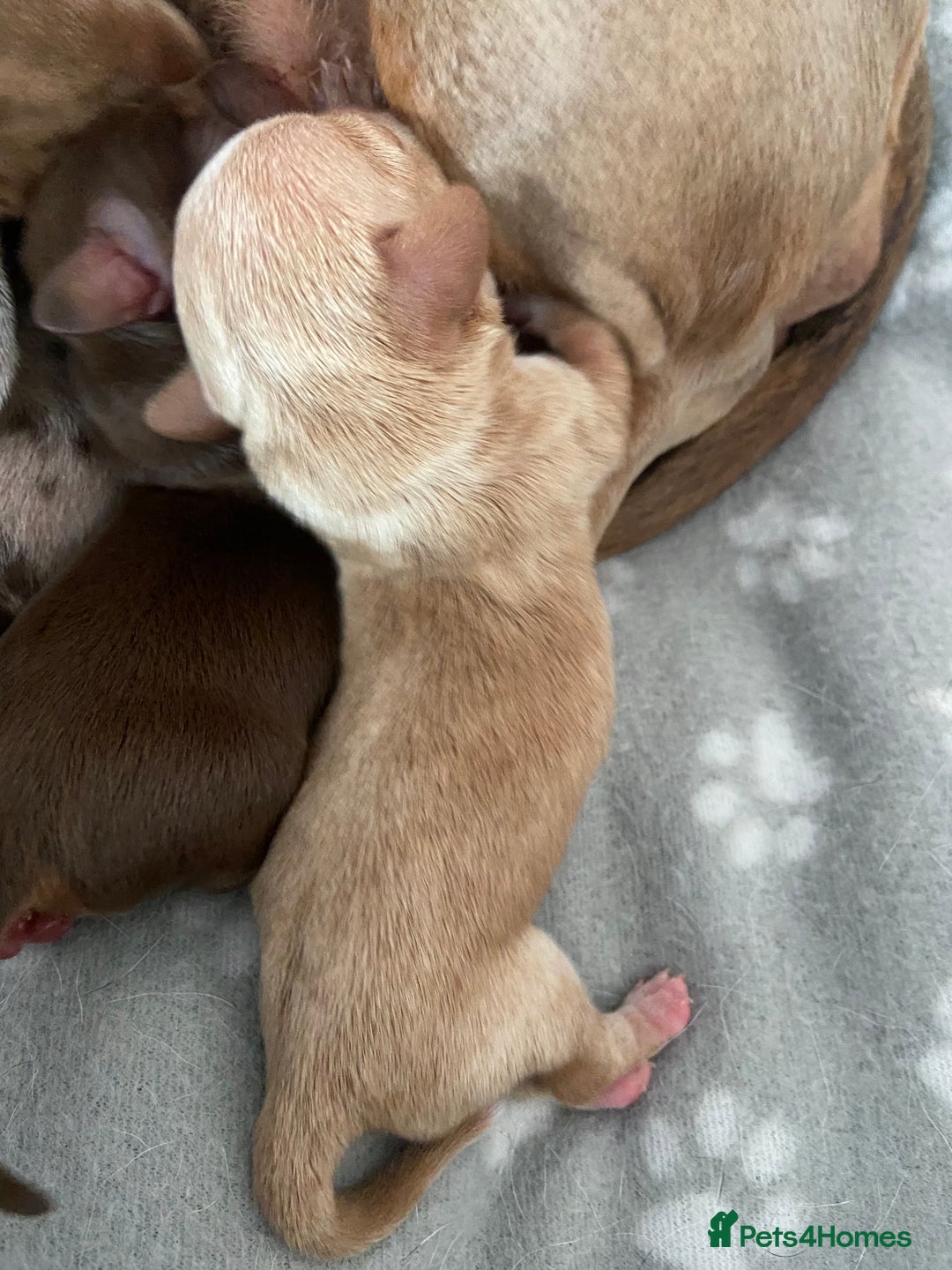 Miniature Dachshund dogs for sale: Dolly mixture dapple/piebald  - Image 3