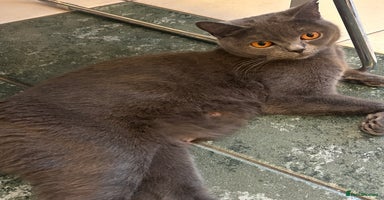 Mixed Breed cats - Advert 6