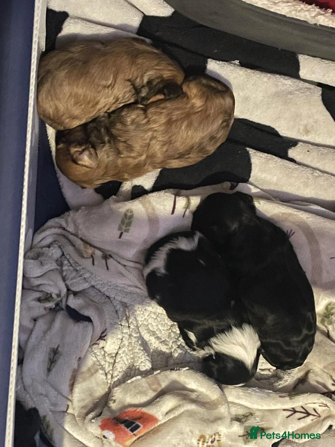 Mixed Breed dogs for sale: 4 Beautiful Cava-Tzu puppies for sale  - Advert 18