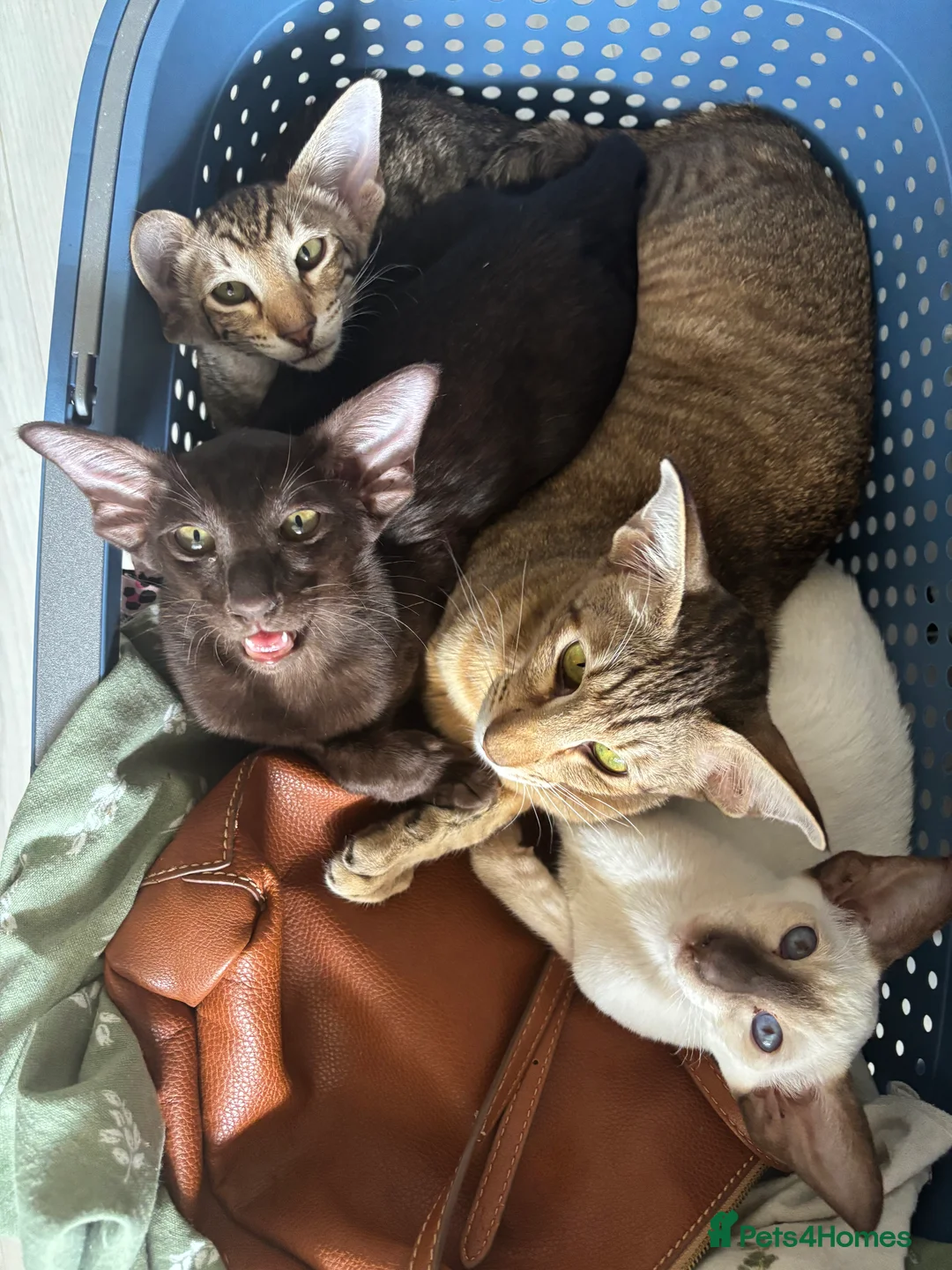 Oriental cats for sale: Playful and friendly kittens ready to leave in New Malden - Advert 2