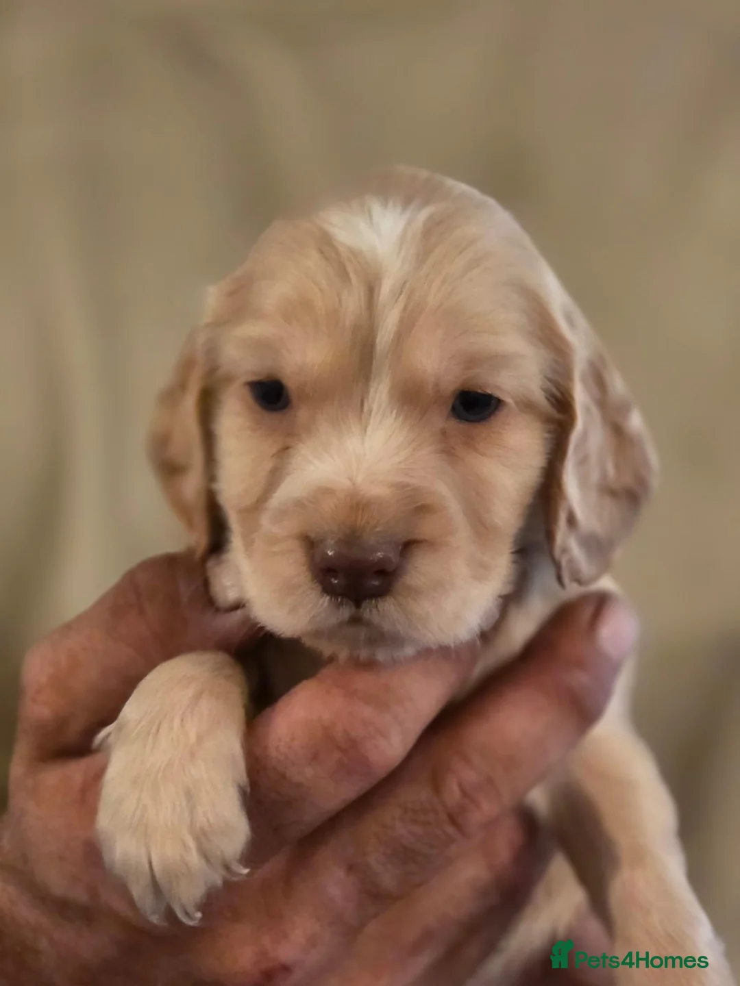 Cocker Spaniel dogs for sale: 7 lovely cocker spaniel puppies  in King's Lynn - Advert 2