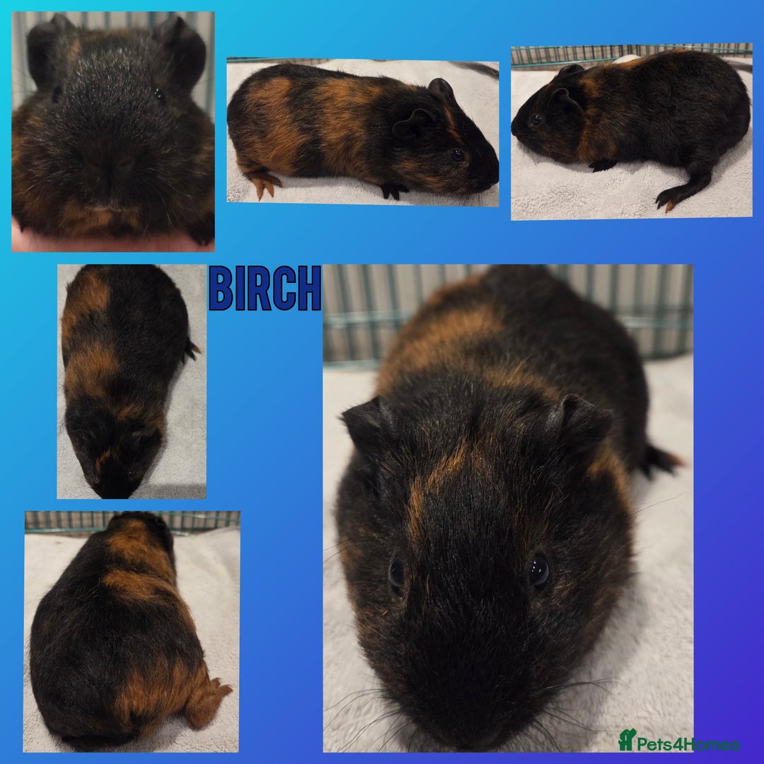 Guinea Pig rodents for sale: Gorgeous Baby Guinea Pigs - Advert 7