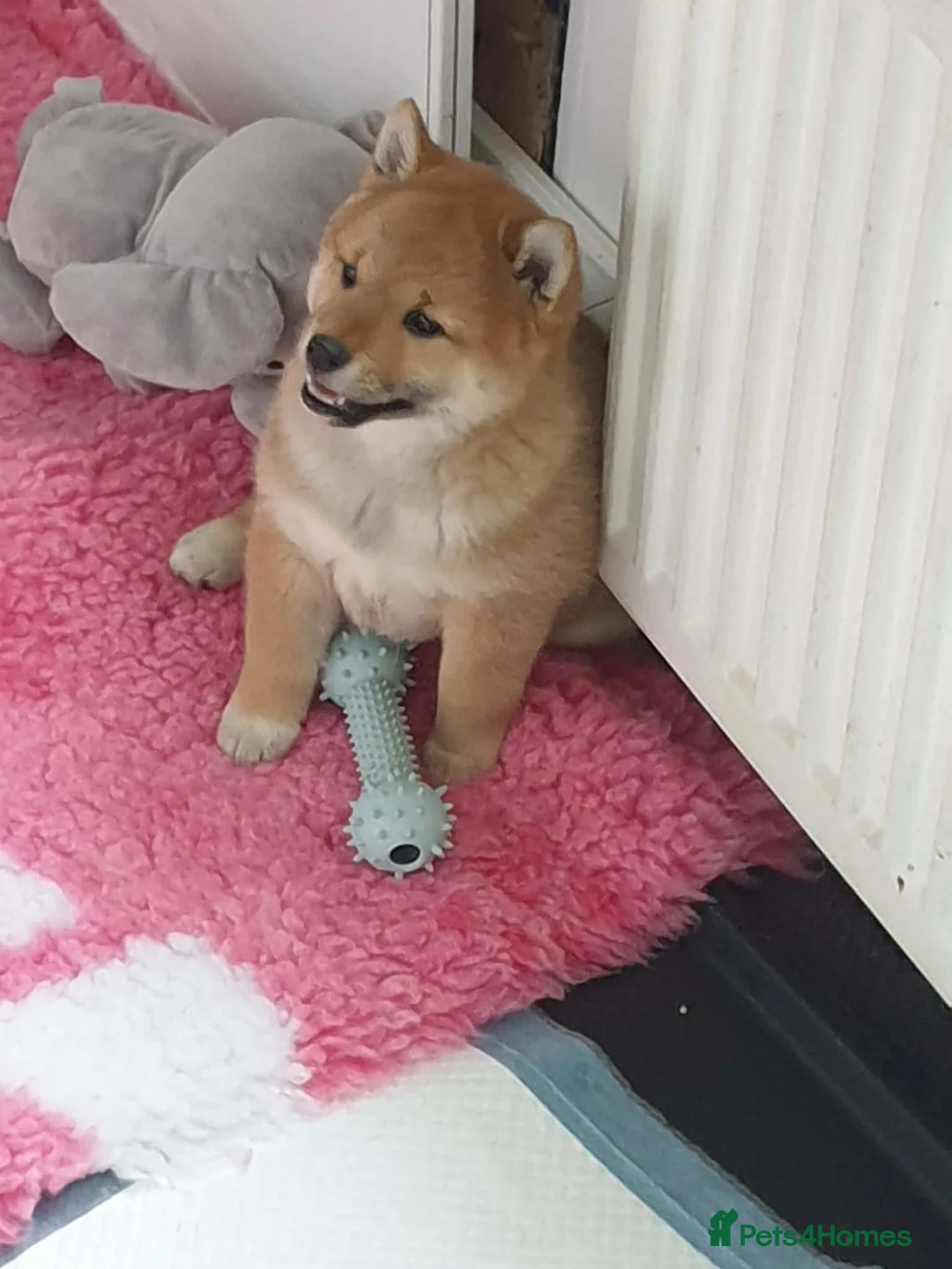 Japanese Shiba Inu dogs for sale: Japanese shiba inu puppies  - Advert 2