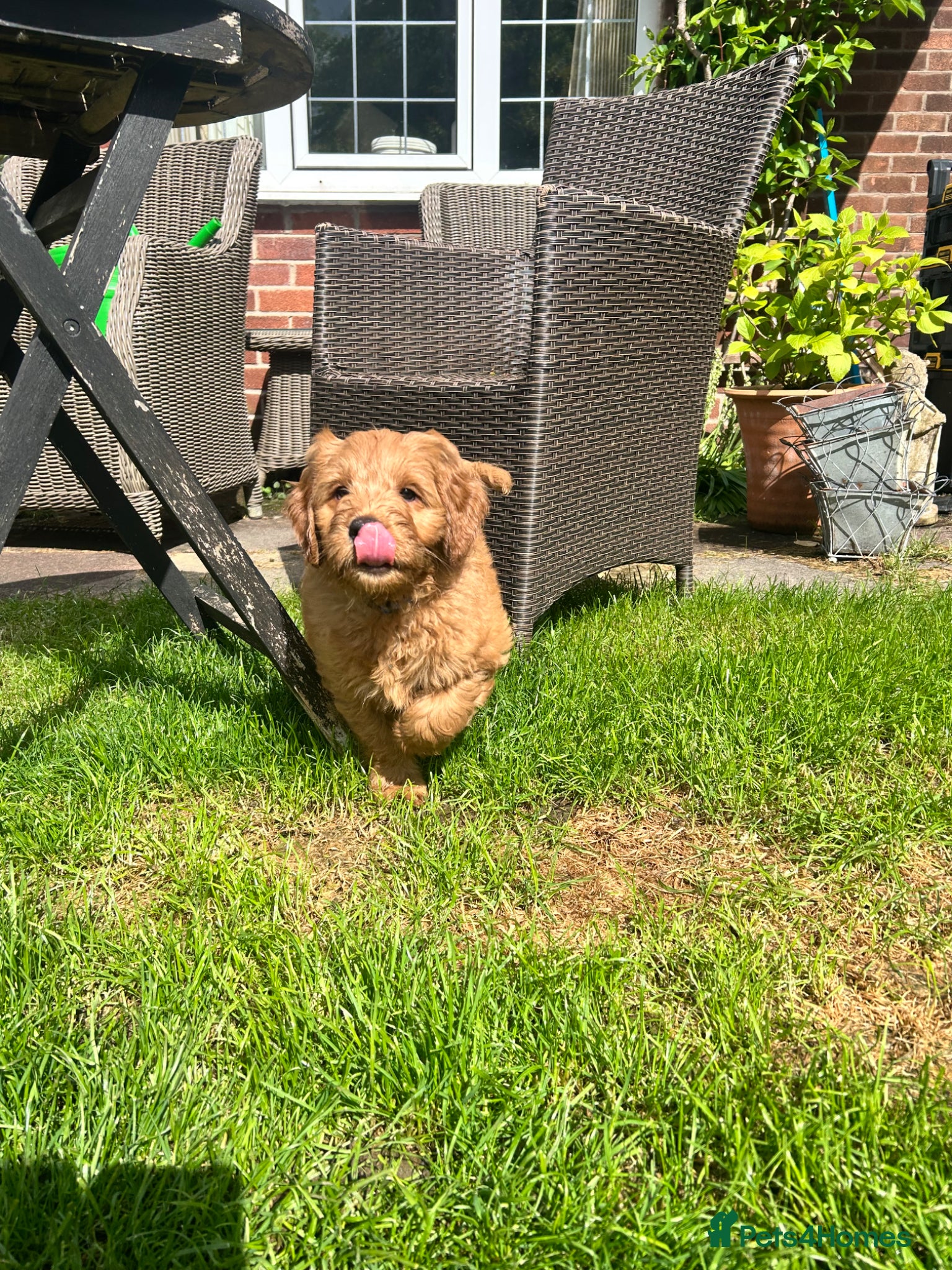Mini Goldendoodle dogs F1 Mini Goldendoodle Puppies- ONE REMAINING   - Advert 2