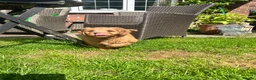 Mini Goldendoodle dogs for sale: F1 Mini Goldendoodle Puppies- ONE REMAINING   - Advert 2