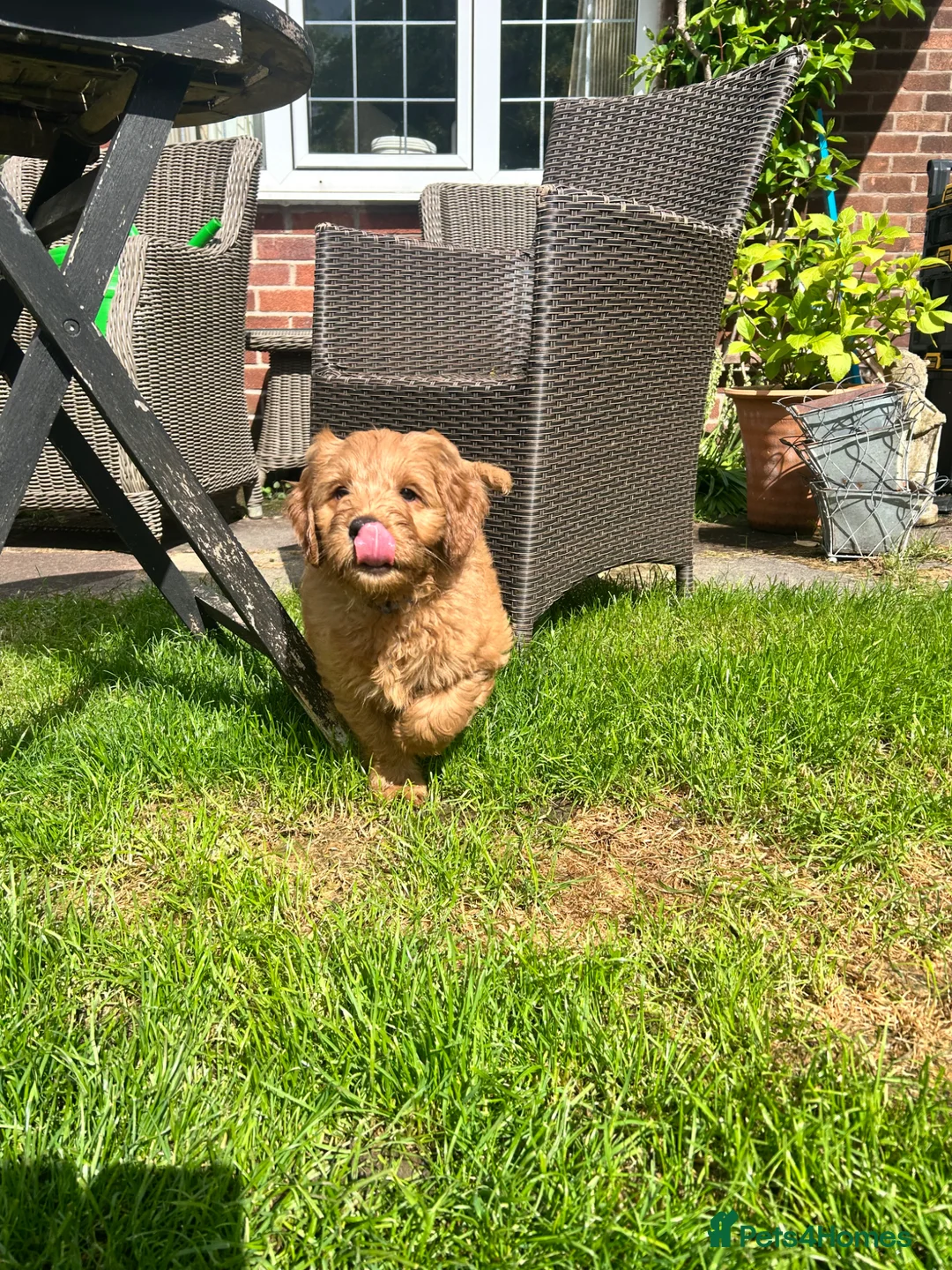 Mini Goldendoodle dogs for sale: F1 Mini Goldendoodle Puppies- ONE REMAINING   - Advert 2