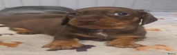 Miniature Dachshund dogs for sale: Adorable KC registered miniature dachshund puppies in Leeds - Advert 6