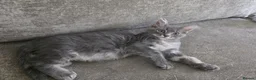 Maine Coon cats for sale: Ready now Pure breed Maine coons kittens 1g & 2b - Advert 4