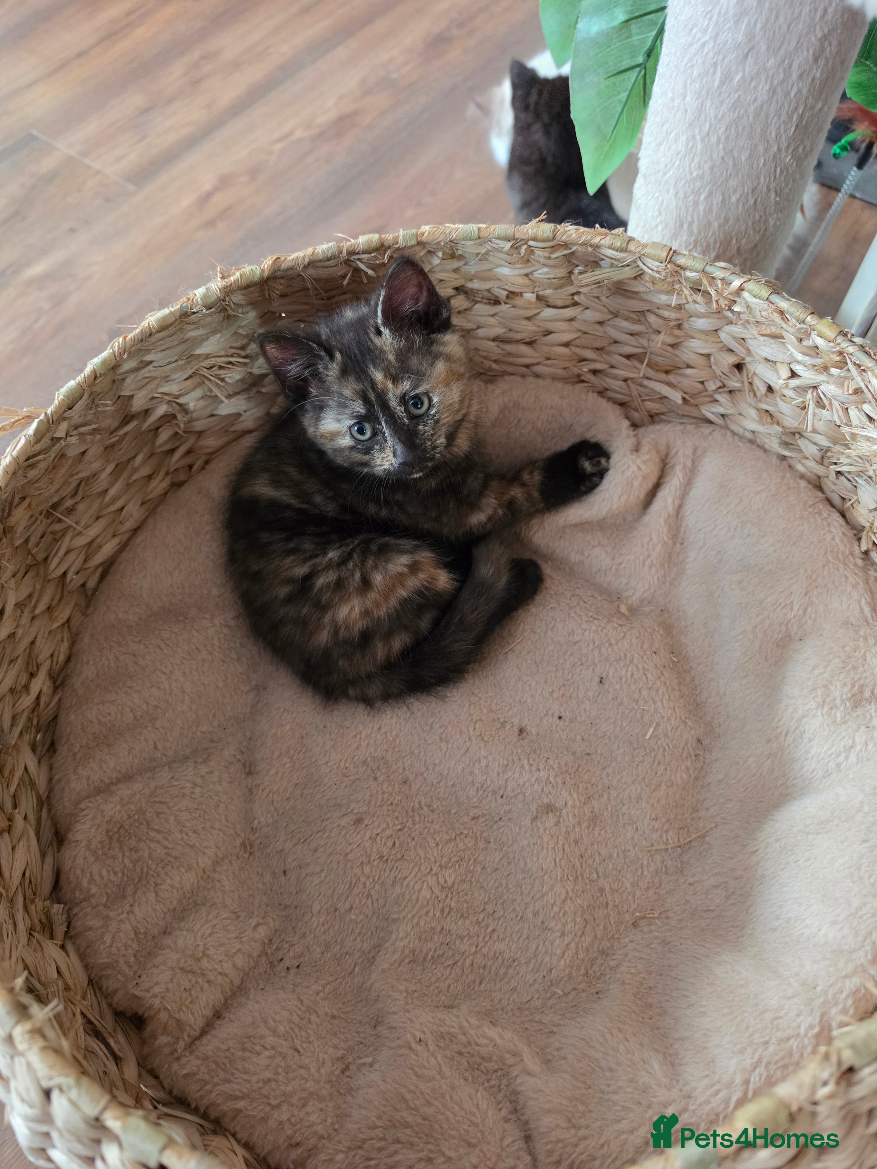 Mixed Breed cats for sale: 5 kittens available  in Chipping Norton - Advert 3