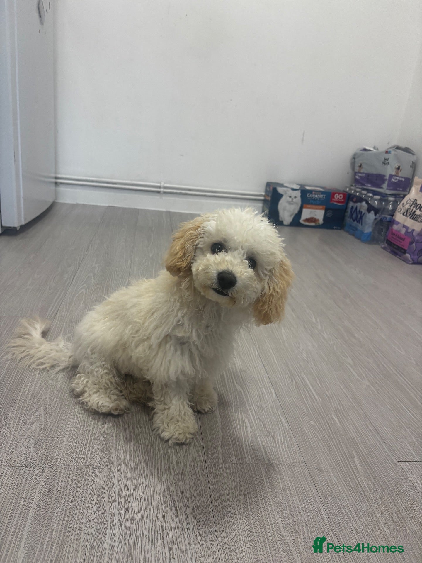 Mixed Breed dogs Cavapoo male  - Advert 3