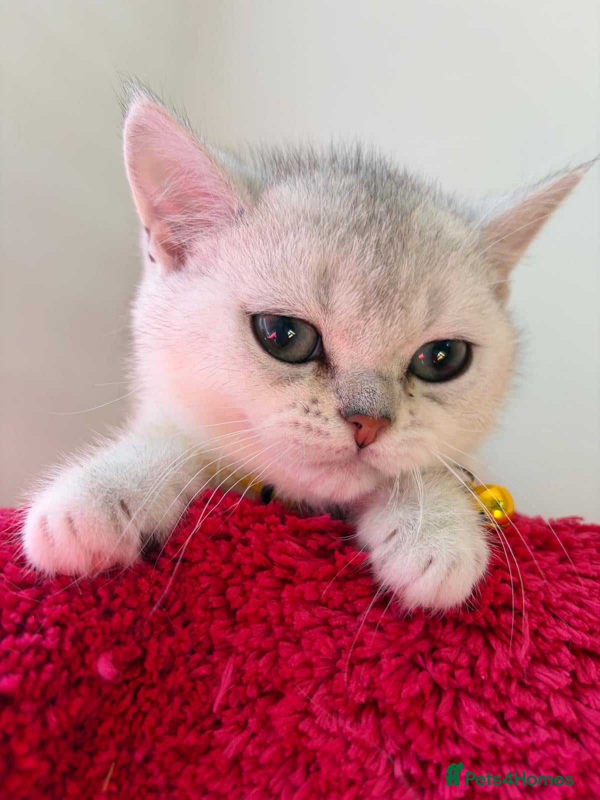 British Shorthair cats Cute Playful British shorthair kitten - Advert 1