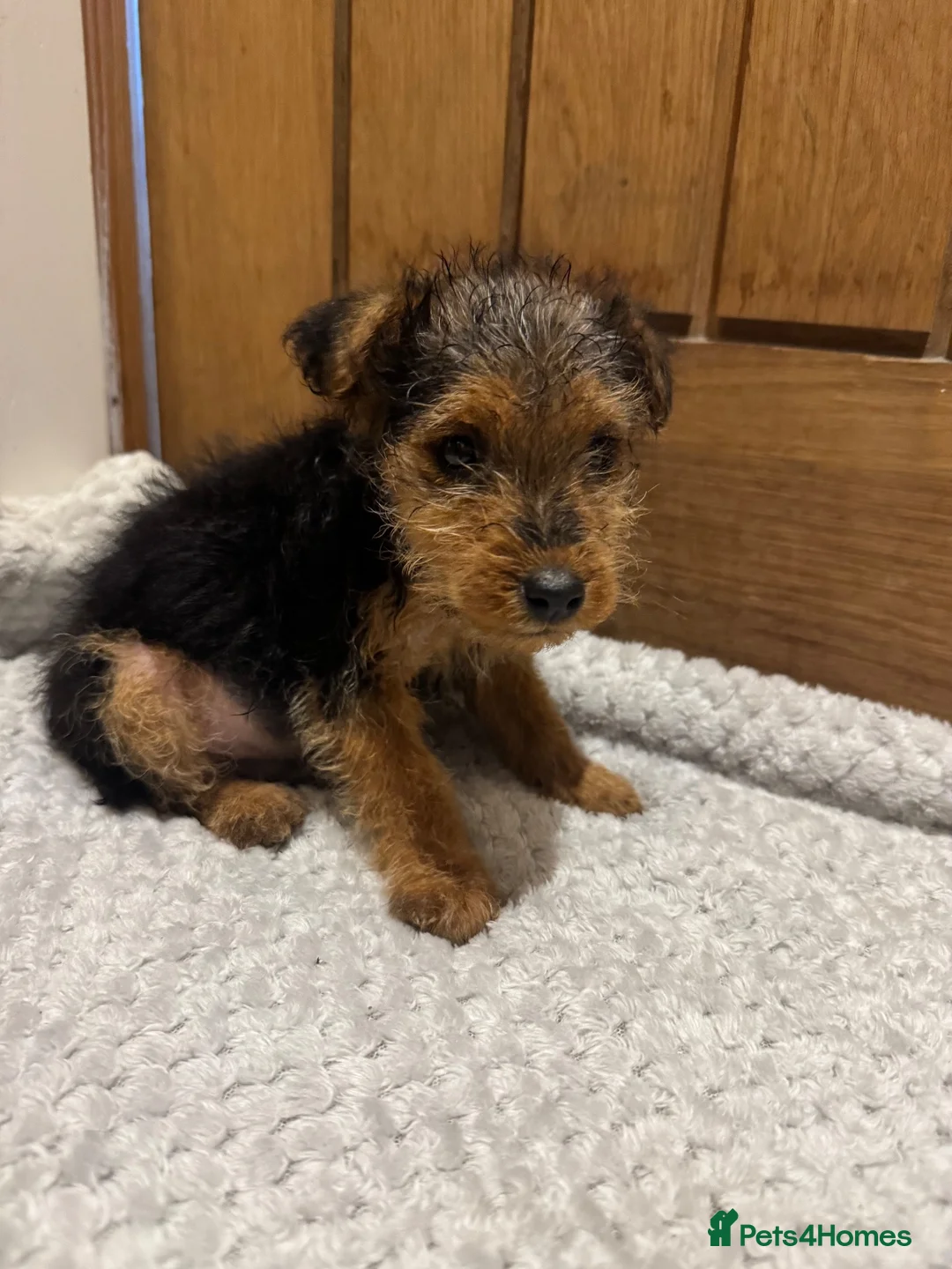 Mixed Breed dogs for sale: Lakeland/Welsh terriers (welkies) in Littleborough - Advert 12