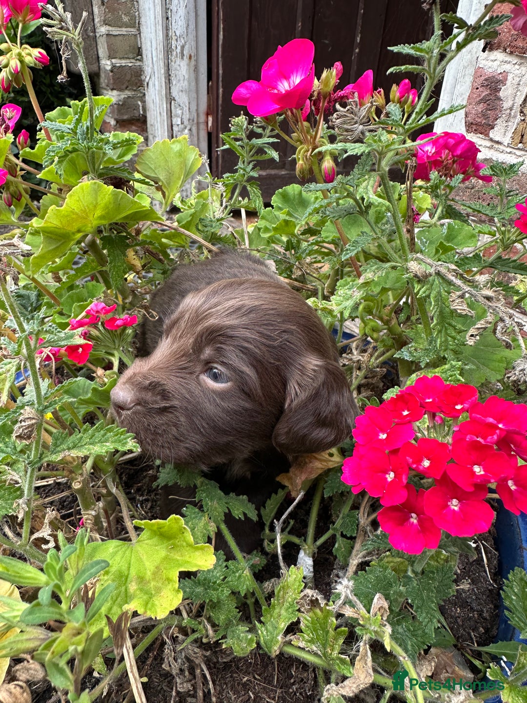 Mixed Breed dogs for sale: Naturally reared pups - Image 8
