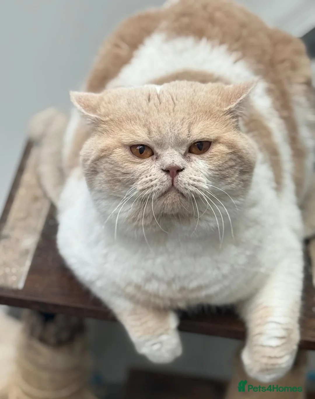 British Shorthair cats for stud: Gorgeous Cream Bi Colour British shorthair  - Advert 1