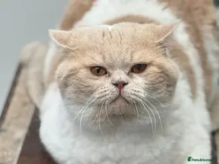 British Shorthair cats Gorgeous Cream Bi Colour British shorthair - Advert 7