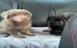 German Shepherd dogs for sale: KC REG GSD PUPPIES FULLY SCORED AND TESTED PARENTS - Image 10