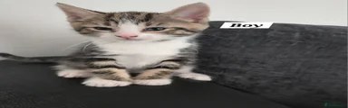 Male Tabby with white neck 