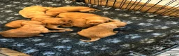 Golden Retriever dogs for sale: 🌟DNA clear, super dark, golden puppies 🌟 - Advert 5