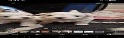 Maltese dogs for sale: Marvellous Maltese Pups KC  - Advert 2