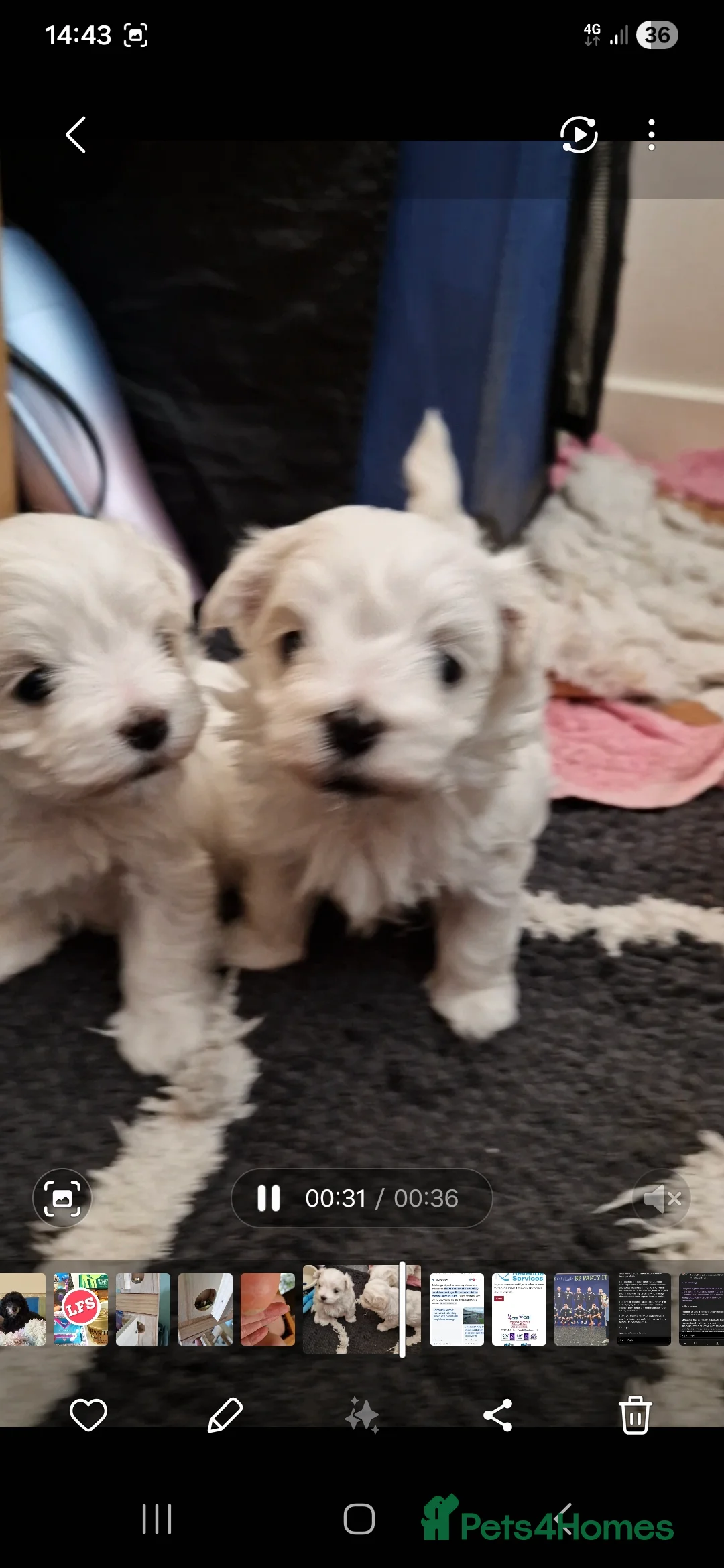 Maltese dogs for sale: Marvellous Maltese Pups KC  - Advert 2