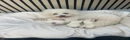 Bichon Frise dogs for sale: Bonnie in Exeter - Advert 12