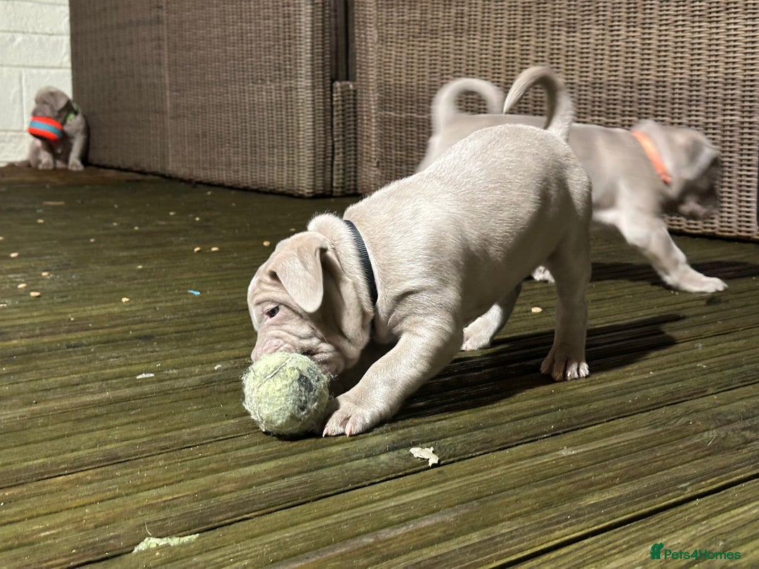 Mastiff dogs for sale: Neapolitan x Cane Corso Mix - Advert 22